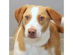 Adopt Toast a Tan/Yellow/Fawn Mixed Breed (Large) / Mixed dog in Lansing