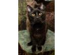 Adopt Peter Pan a All Black Domestic Longhair / Domestic Shorthair / Mixed cat
