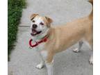 Adopt RUFAS A Tan/Yellow/Fawn Mixed Breed (Medium) / Mixed Dog In Georgetown