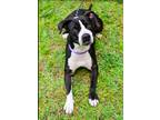 Adopt Jewel a American Staffordshire Terrier / Mixed dog in Raleigh