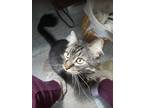 Adopt Mow Mow a Brown or Chocolate (Mostly) Maine Coon / Mixed (medium coat) cat