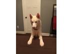 Adopt Luka a White Husky dog in Locust Grove, GA (34748889)