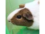Adopt Crunch a Brown or Chocolate Guinea Pig / Mixed small animal in Lansing