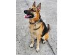 Adopt Beauregard a Tan/Yellow/Fawn - with Black German Shepherd Dog / Mixed dog