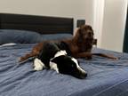 Adopt Nala a Black - with White Border Collie / Mixed dog in Orem, UT (34748799)