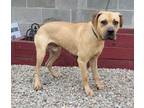 Adopt OLEANDER a Tan/Yellow/Fawn Mastiff / Mixed dog in Jackson, OH (34748775)