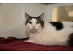 Molly, Domestic Shorthair For Adoption In St. Catharines, Ontario