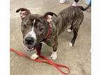 Louie, American Pit Bull Terrier For Adoption In Twinsburg, Ohio