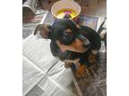 Fox Terrier (toy) For Adoption In Corpus Christi, Texas