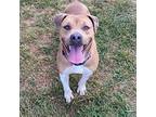 Bradley, Pit Bull Terrier For Adoption In Greenville, South Carolina