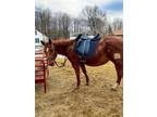 Chestnut mare branded by flying B ranch