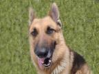 Adopt MAX a German Shepherd Dog