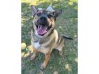 Adopt Chester a German Shepherd Dog, Mixed Breed