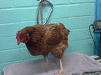 Adopt A5479358 A Chicken