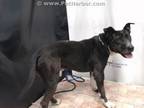 Adopt CHANDLER a Pit Bull Terrier