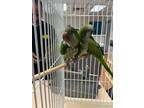 Adopt Rotta A Parrot (Other)