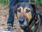 Adopt RHEA a German Shepherd Dog, Mixed Breed