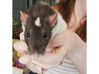 Adopt Louise A Rat