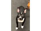 Adopt Wednesday a Staffordshire Bull Terrier