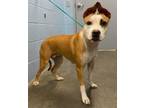 Adopt Duchess -NOT AVAILABLE UNTIL 05/29 a Pit Bull Terrier, Mixed Breed