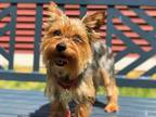 Adopt BOSS a Yorkshire Terrier