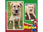 Adopt Mario a Retriever, Shepherd