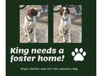 Adopt Needs Foster King (TX) a English Pointer