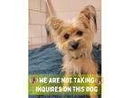Adopt Legacy a Yorkshire Terrier, Mixed Breed