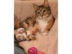 Adopt Phoebe - Love At First Sight! A American Shorthair, Calico
