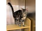 Adopt Thelma And Louise A Domestic Short Hair, Tabby