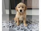 Golden Retriever PUPPY FOR SALE ADN-391729 - Golden Retriever puppy
