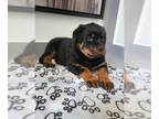 Rottweiler PUPPY FOR SALE ADN-391759 - ROTTWEILER PUPPIES FOR SALE