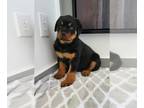 Rottweiler PUPPY FOR SALE ADN-391761 - ROTTWEILER PUPPIES FOR SALE