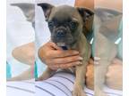 French Bulldog PUPPY FOR SALE ADN-391917 - Puppy for your heart