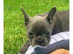 French Bulldog PUPPY FOR SALE ADN-391921 - The best gift ever
