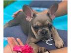 French Bulldog PUPPY FOR SALE ADN-391926 - Adorable girl from Europe