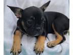 French Bulldog PUPPY FOR SALE ADN-391927 - Pretty Frenchie from Europe