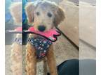 Goldendoodle PUPPY FOR SALE ADN-391583 - Rehoming Lulu
