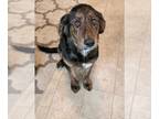 Golden Mountain Dog PUPPY FOR SALE ADN-391589 - A very good boy