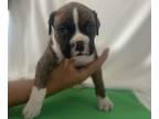 Boxer PUPPY FOR SALE ADN-391769 - Pure Breed Boxer Puppies
