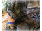 Labradoodle PUPPY FOR SALE ADN-391903 - Sweet Labradoodle