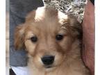 Golden Retriever PUPPY FOR SALE ADN-391997 - Beautiful golden retriever pup