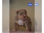 American Bully PUPPY FOR SALE ADN-391968 - 5wk old pups looking for their