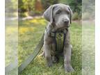 Labrador Retriever PUPPY FOR SALE ADN-391709 - Stunning Smart and SILVER