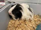 Adopt Doc A187115 A Guinea Pig