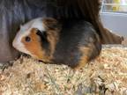 Adopt Draya A187116 A Guinea Pig