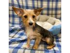 Adopt Maryland a Yorkshire Terrier