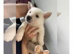 German Shepherd Dog-Siberian Husky Mix PUPPY FOR SALE ADN-391836 - Puppys for