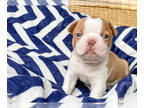 Boston Terrier PUPPY FOR SALE ADN-391875 - Boston Terriers in East Texas