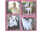 Adopt STACY a Goat